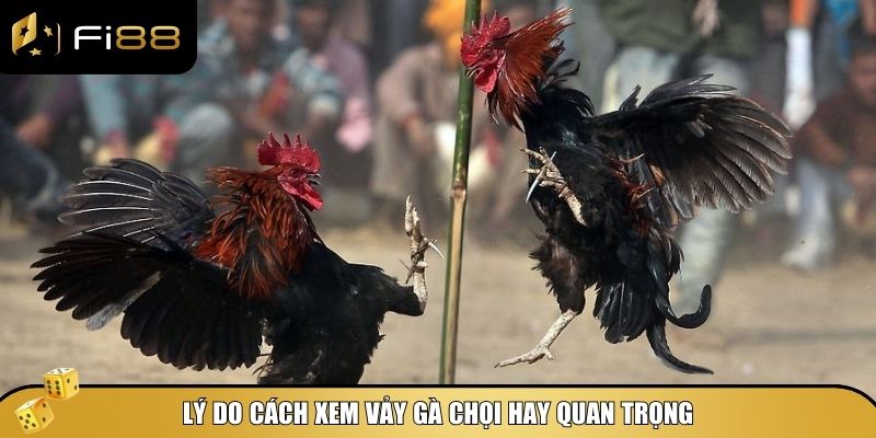 Cách xem vảy gà chọi hay là một kỹ năng quan trọng
